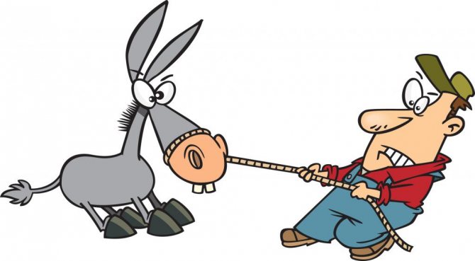 Кто из них дурак?