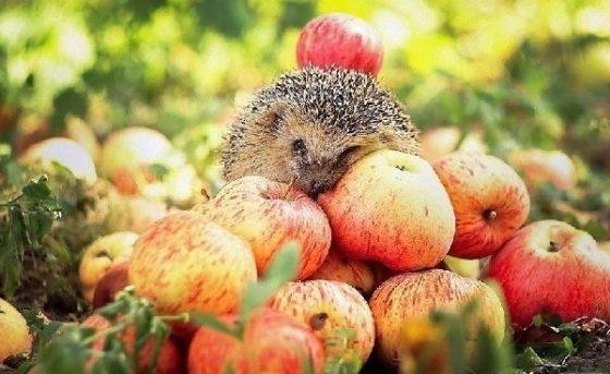 Последние дни лета