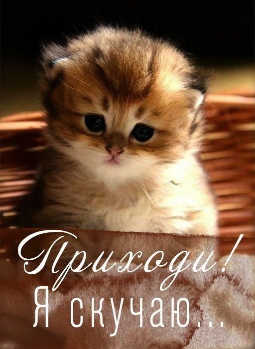 Признание в любви жене