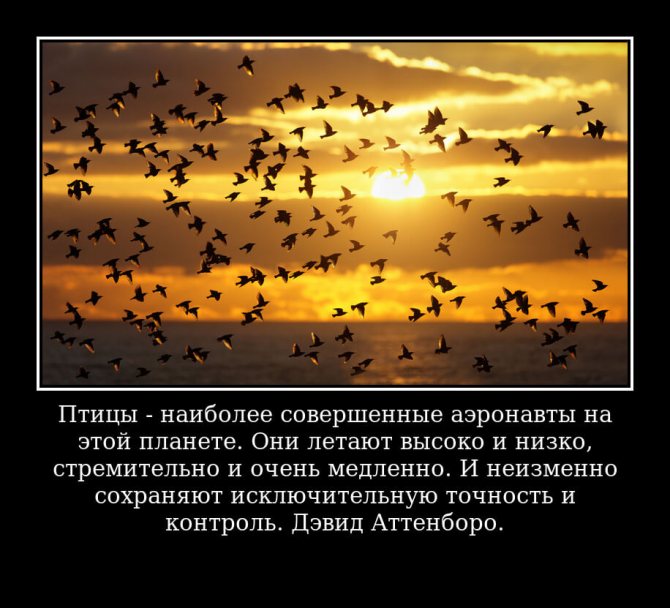 Птицы – наиболее совершенные аэронавты на этой планете. Они летают высоко и низко, стремительно и очень медленно. И неизменно сохраняют исключительную точность и контроль. Дэвид Аттенборо.