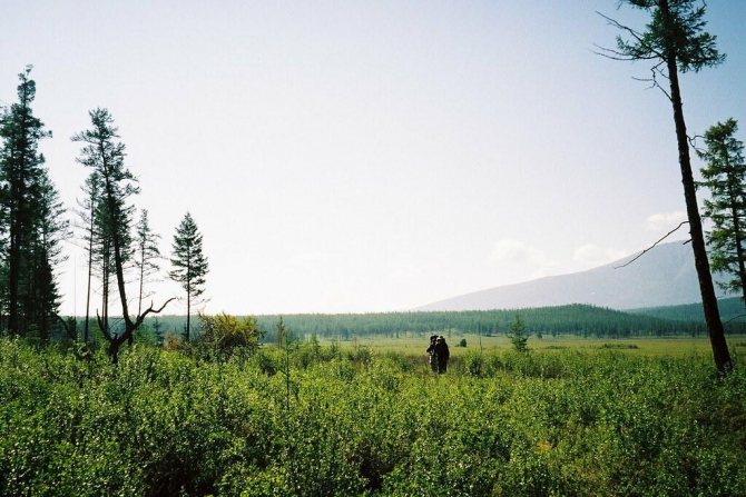 Русские писатели — о «зеленом материке», составляющем не только одно из основных богатств России, но и одну из основ менталитета ее жителей — и который этим летом вновь терзают пожары