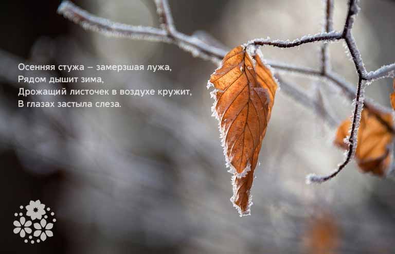 Стихи про природу для детей 6 класса