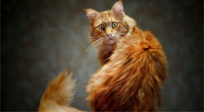 Странные статусы